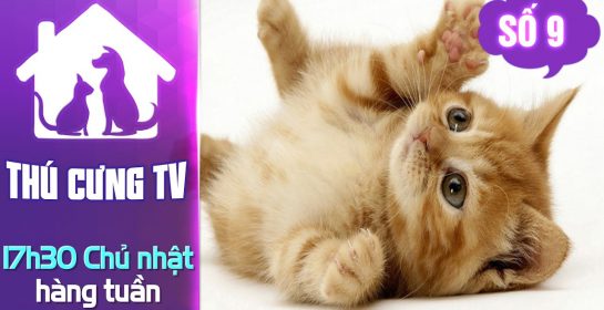 Thú cưng TV – Số 9 (P2) – Cách chăm sóc  mèo con | YOUTV