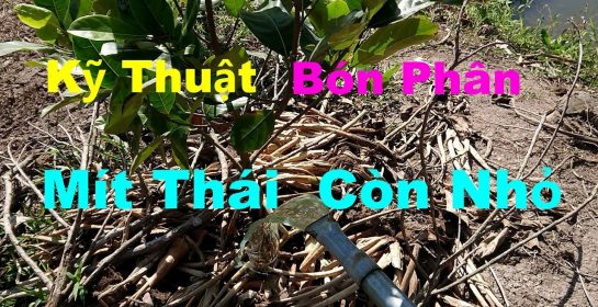 Chăm Sóc Mít Thái | Kỹ Thuật Bón Phân Cây Mít Từ 1-3 Tháng Tuổi | MTPL