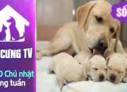 Cách chăm chó đẻ để “mẹ và bé” cùng khóe | YOUTV