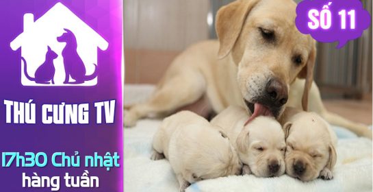 Cách chăm chó đẻ để “mẹ và bé” cùng khóe | YOUTV