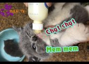 Cách chăm sóc mèo sơ sinh Cho mèo bú sữa bình