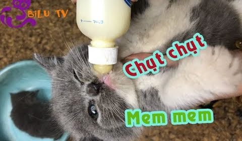 Cách chăm sóc mèo sơ sinh Cho mèo bú sữa bình
