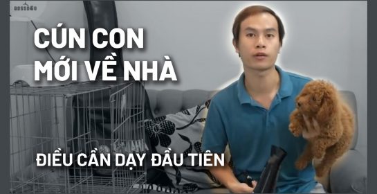 Chăm sóc & dạy chó con ngày đầu tiên về nhà | BossDog