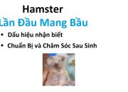 Hướng Dẫn Nhận Biết Hamster Mang Bầu, Chăm Sóc Bé Trước và sau Sinh