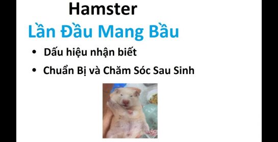 Hướng Dẫn Nhận Biết Hamster Mang Bầu, Chăm Sóc Bé Trước và sau Sinh