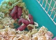 PHÁT HIỆN CHUỘT HAMSTER SINH CON VÀ CÁCH CHĂM SÓC