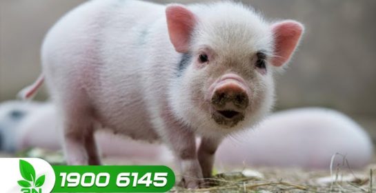 Bí quyết chăm sóc lợn con sơ sinh