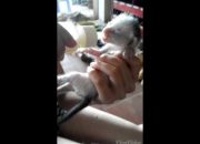 Chăm sóc mèo sơ sinh – mèo bú bình ti (p1)