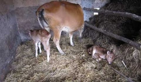 Thót tim với màn đỡ đẻ cho bò – Cách bò mẹ chăm sóc con sau sinh