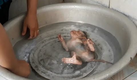 Cách Chăm Sóc Và Tắm Cho Con Khỉ Mynu Ngày Hè