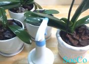 Chia Sẻ Cách Tưới Nước Cho Lan Hồ Điệp – Cách Chăm Sóc Hoa Lan Cho Người Mới Chơi