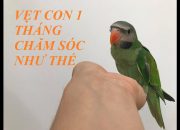 Hướng dẫn chăm sóc vẹt non 1 tháng tuổi – vẹt ngực hồng – NHV CHANEL #vẹt# #vẹt con#