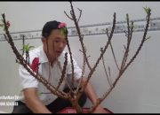 Cách chăm sóc đào thất thốn chơi tết và lưu ý để cây phát triển tốt sau tết | NguyenVanNamTV