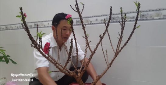 Cách chăm sóc đào thất thốn chơi tết và lưu ý để cây phát triển tốt sau tết | NguyenVanNamTV
