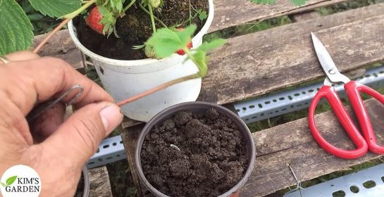 Cách chăm sóc Dâu Tây chịu nhiệt cho trái quanh năm tại Cần Thơ