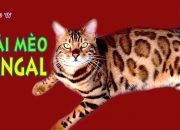 Đặc điểm của giống mèo Bengal – Mèo hổ vằn – Một trong những loài mèo đắt nhất thế giới