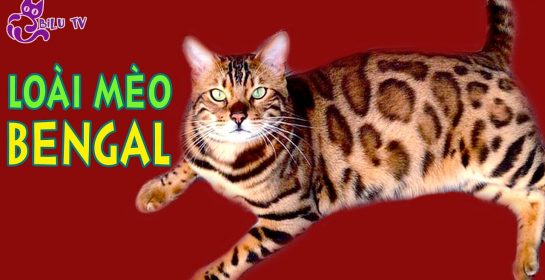 Đặc điểm của giống mèo Bengal – Mèo hổ vằn – Một trong những loài mèo đắt nhất thế giới