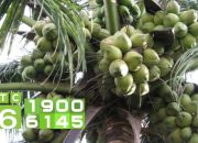 Cách chăm sóc để cây dừa sai quả, nhiều nước I VTC16