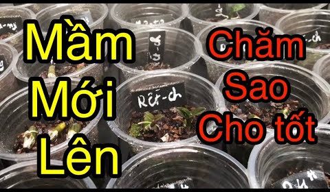 CÁCH CHĂM SÓC KIE CON MẦM MỚI NHÚ