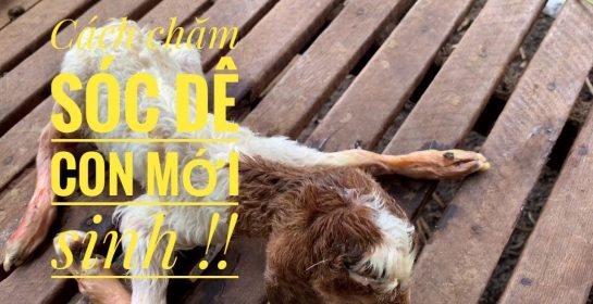 Hướng dẫn cách chăm sóc và nuôi dưỡng Dê boer con mới sinh @Thánh Dê Tv