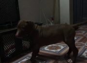 2 Cún Pitbull chuẩn bị về nhà mới,Cách chăm chó khi vừa đón cún đi đường xa về nhà