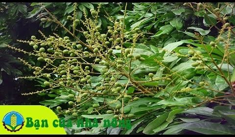 Kinh nghiệm, kỹ thuật chăm sóc cây xoài giai đoạn ra hoa và đậu trái non