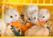 Gợi ý top 5 địa chỉ bán chuột hamster Đà Nẵng chất lượng, giá tốt 