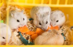Gợi ý top 5 địa chỉ bán chuột hamster Đà Nẵng chất lượng, giá tốt 