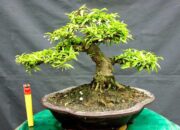 Top 5 địa chỉ mua cây bonsai mini TPHCM đẹp độc lạ ai cũng thích