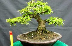 Top 5 địa chỉ mua cây bonsai mini TPHCM đẹp độc lạ ai cũng thích